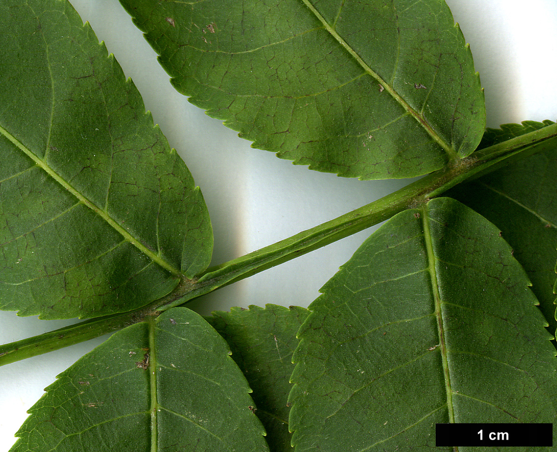 High resolution image: Family: Juglandaceae - Genus: Pterocarya - Taxon: ×rehderiana (P.fraxinifolia × P.stenoptera)